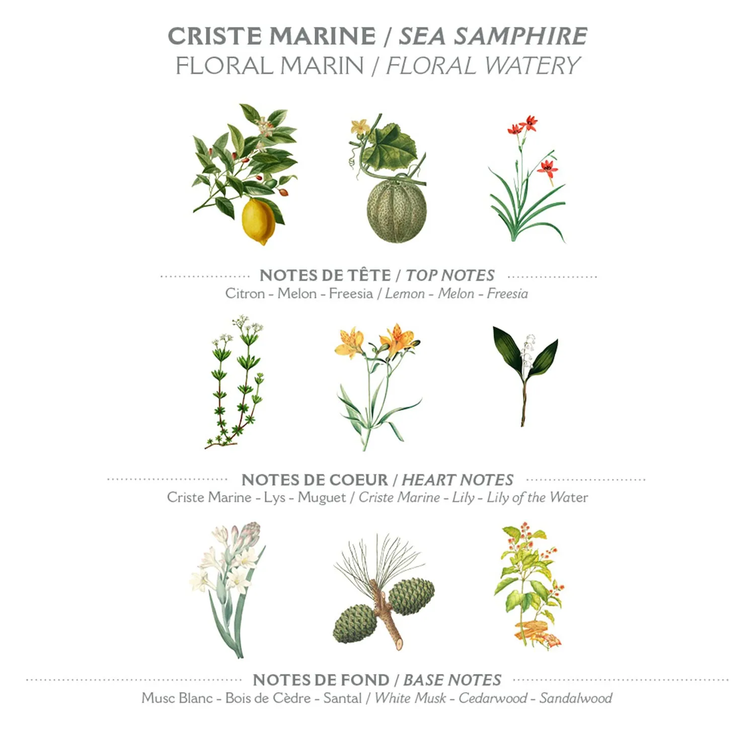 Panier des Sens – Sea Samphire Shower Gel - Foaming Body Wash Women & Men - Moisturizing Body Soap with Shea Oil - 96% Natural Ingredients Body Care - Vegan Liquid Body Wash - 8,45 floz